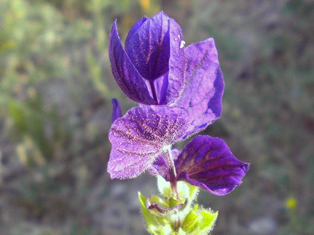 Сальвия зеленая, или пестрая / Salvia viridis