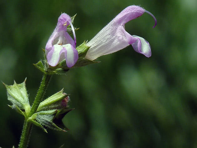 Сальвия одуванчиколистная / Salvia taraxacifolia