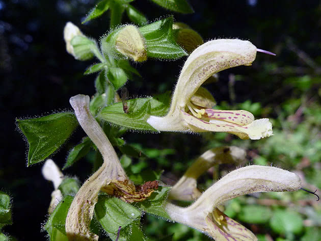 Сальвія клейка / Salvia glutinosa