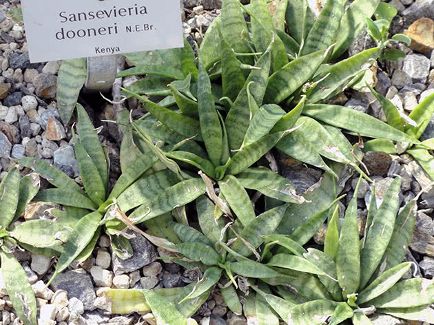 Сансев'єрія Дунері (Sansevieria dooneri)