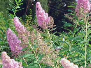 Willow-leaved spirea
