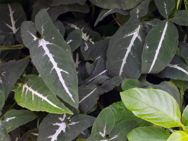 Сингониум размножение листом