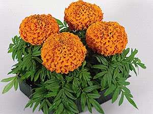 Marigolds in a pot