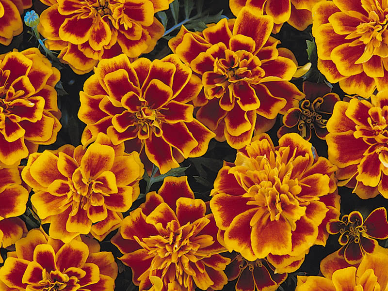 French marigolds (Tagetes patula Bonanza Flame)