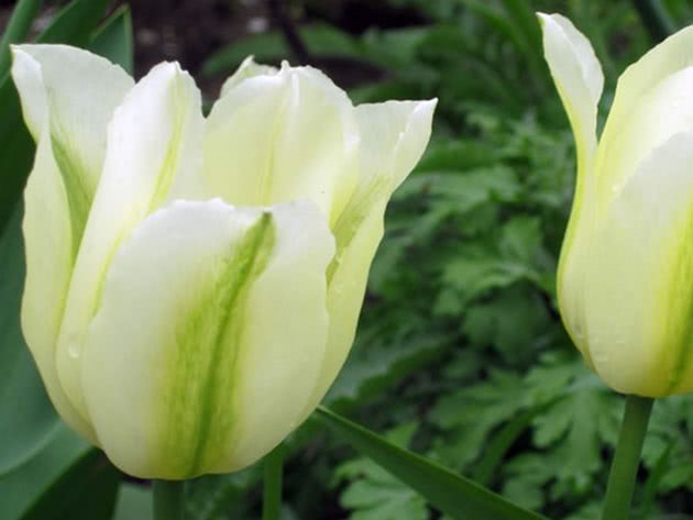 Зеленоколірні тюльпани