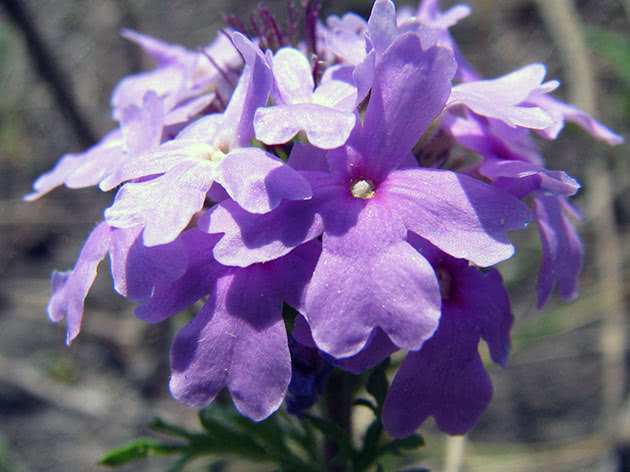 Verbena flower