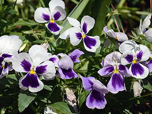 Flowers Viola