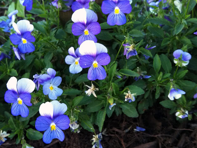 Flowers of a viola or pansy