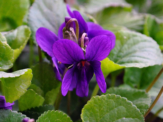Flowering Viola