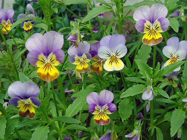 Blooming Viola in the Garden