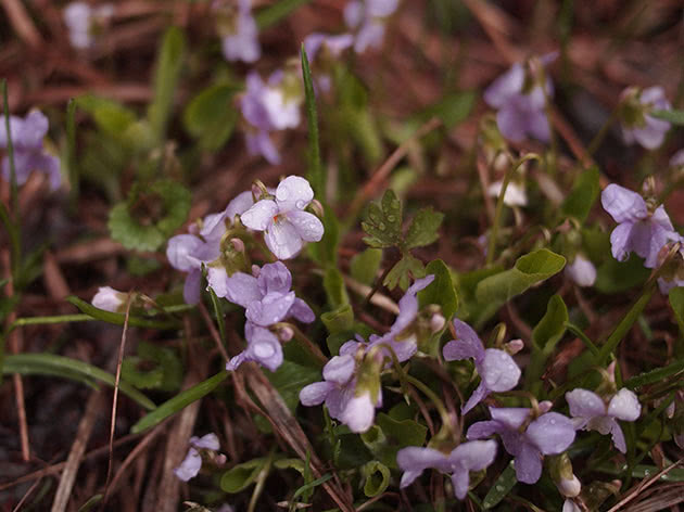 Viola or pansies