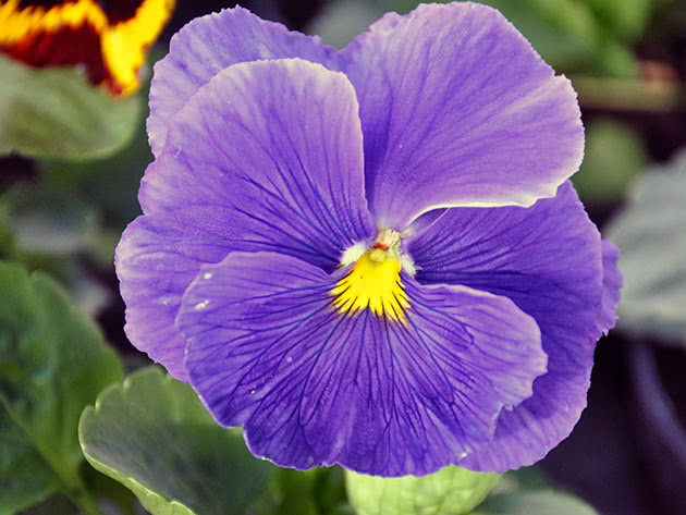 Flower of Viola