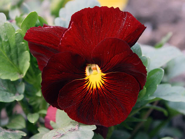 Garden pansy / Viola wittrockiana