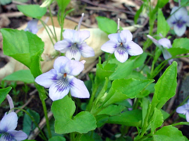 Common blue violet, or hooded blue violet / Viola papilionacea = Viola cucullata