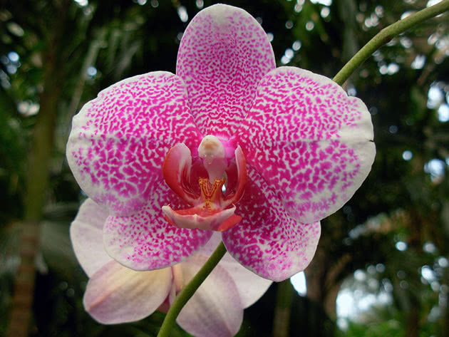 Крупный цветок орхидеи
