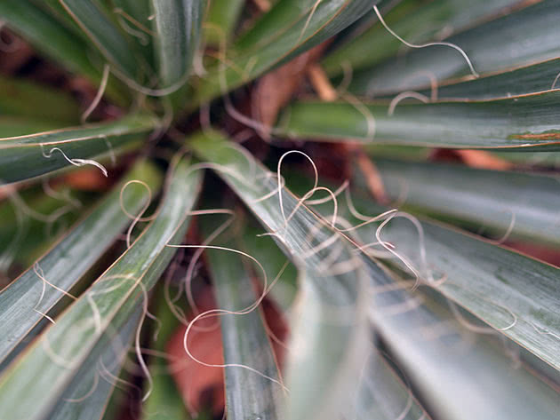 Юкка нитчатая / Yucca filamentosa
