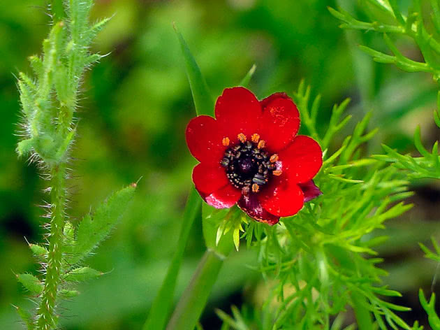 Адонис летний выращивание из семян сорта «Керубино» «Красная шапочка» и другие