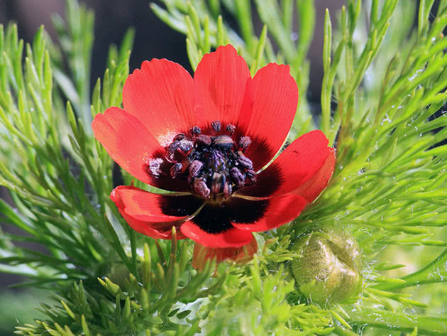 Горицвіт літній (Adonis aestivalis)