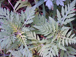 How to fight with ragweed