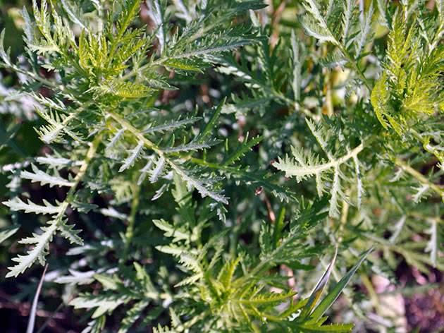 Common ragweed (Ambrosia artemisiifolia)