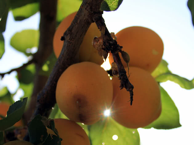 Спелые абрикосы на дереве