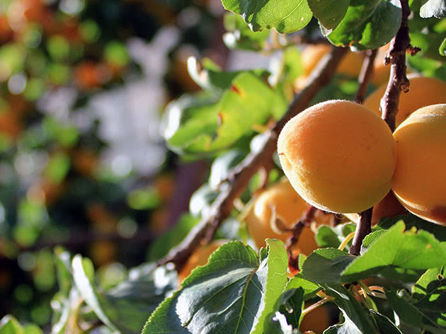 Стиглі абрикоси на дереві в саду