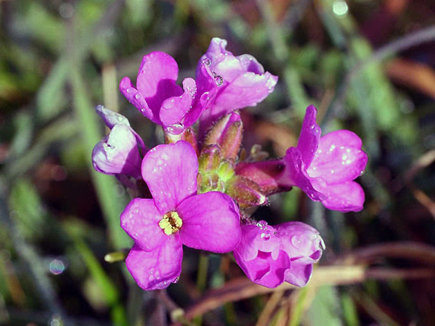 Арабис реснитчатолистный (Arabis blepharophylla)