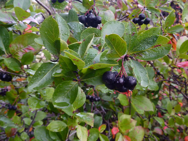 Выращивание аронии черноплодной в саду