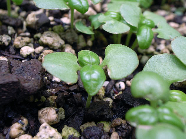 Базилик: выращивание из семян в открытом грунте, рассада на подоконнике,фото