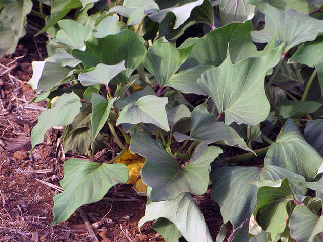 Вирощування батата з насіння