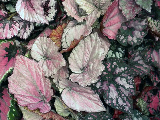 How to grow begonias