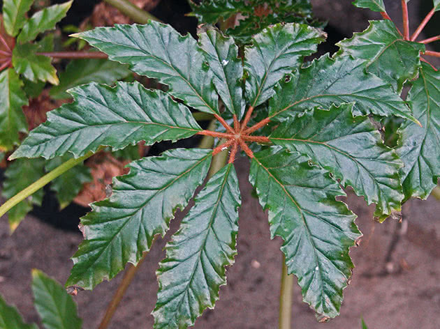 Бегония каролинолистная (Begonia carolineifolia)