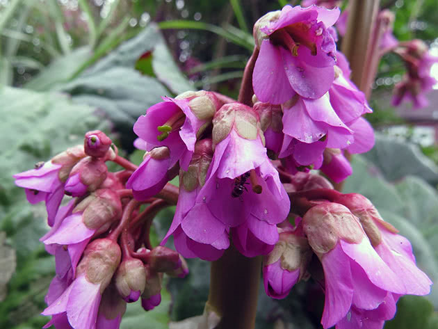Квітка бадан – лікувальні властивості і протипокази