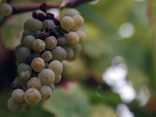 Борьба с серой гнилью на винограде