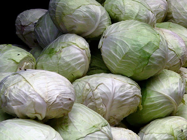 Cabbage after harvesting