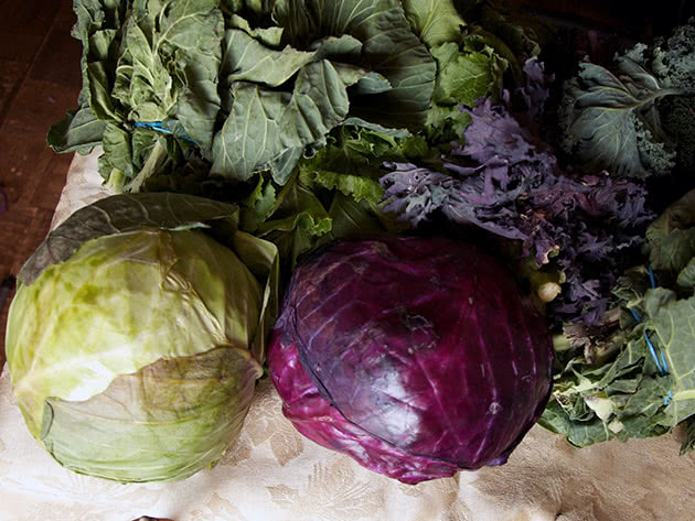 Red and white cabbage