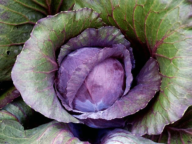Ovary of cabbage