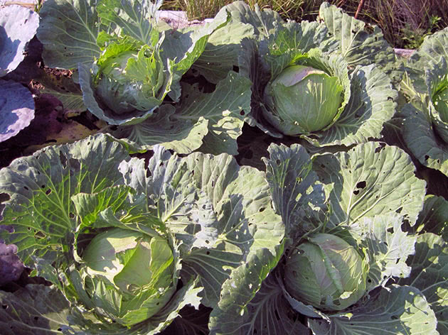 Cabbage on a plot in the garden