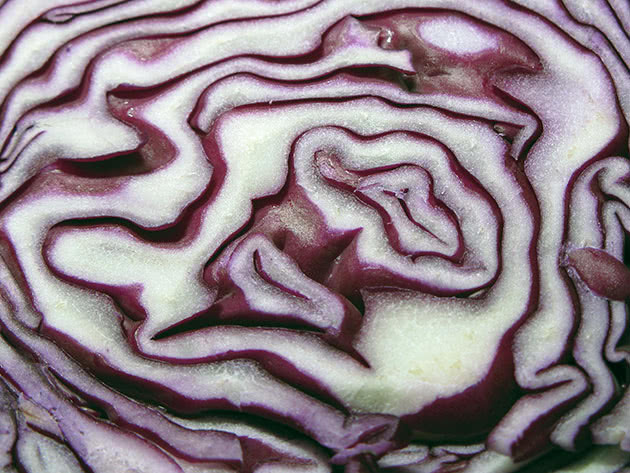 Red cabbage in a cut