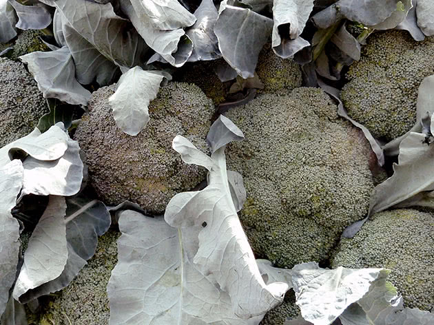 Вирощування капусти броколі на ділянці