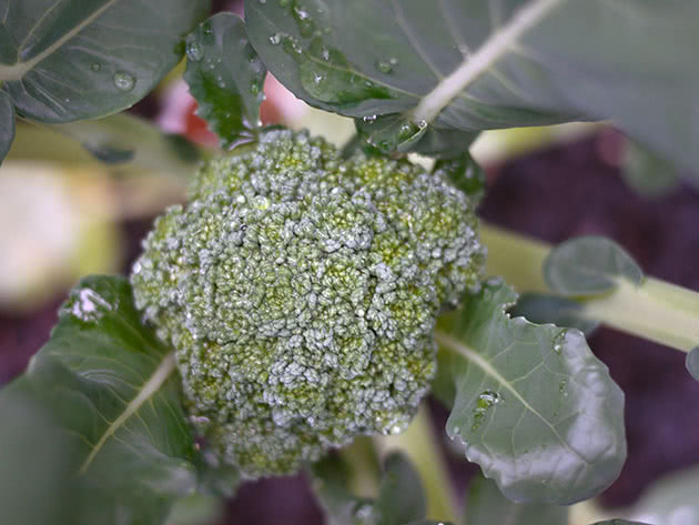 Як виростити броколі на городній ділянці