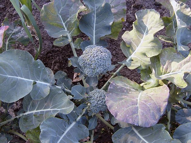 Посадка і вирощування броколі
