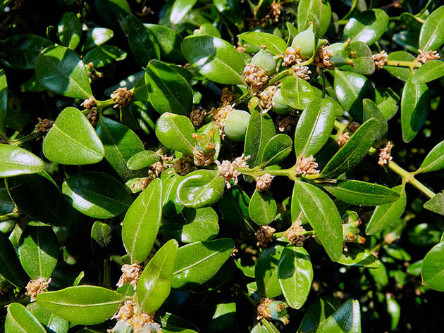 Самшит вічнозелений / Buxus sempervirens
