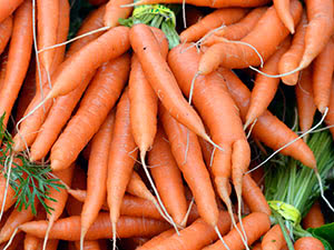 Carrot plant