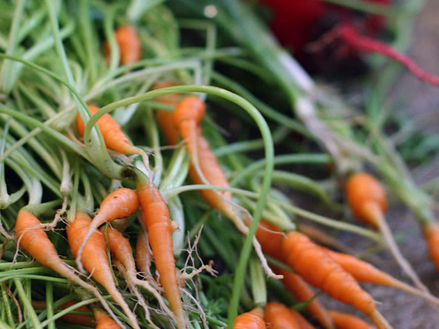 Когда сажать морковь под зиму в Сибири?