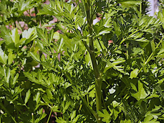 Выращивание листового сельдерея