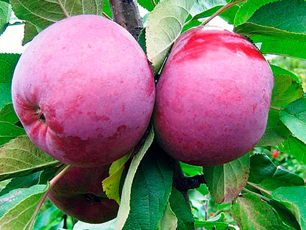 Як виростити колоноподібну яблуню
