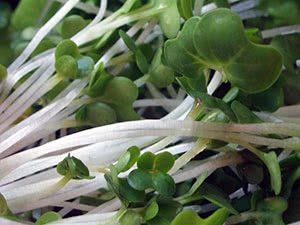 Посадка і вирощування крес-салату