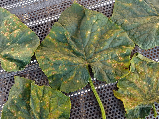 Хвороби листя огірків – мозаїка