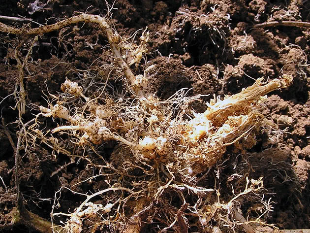 Болезни корней огурцов и их лечение